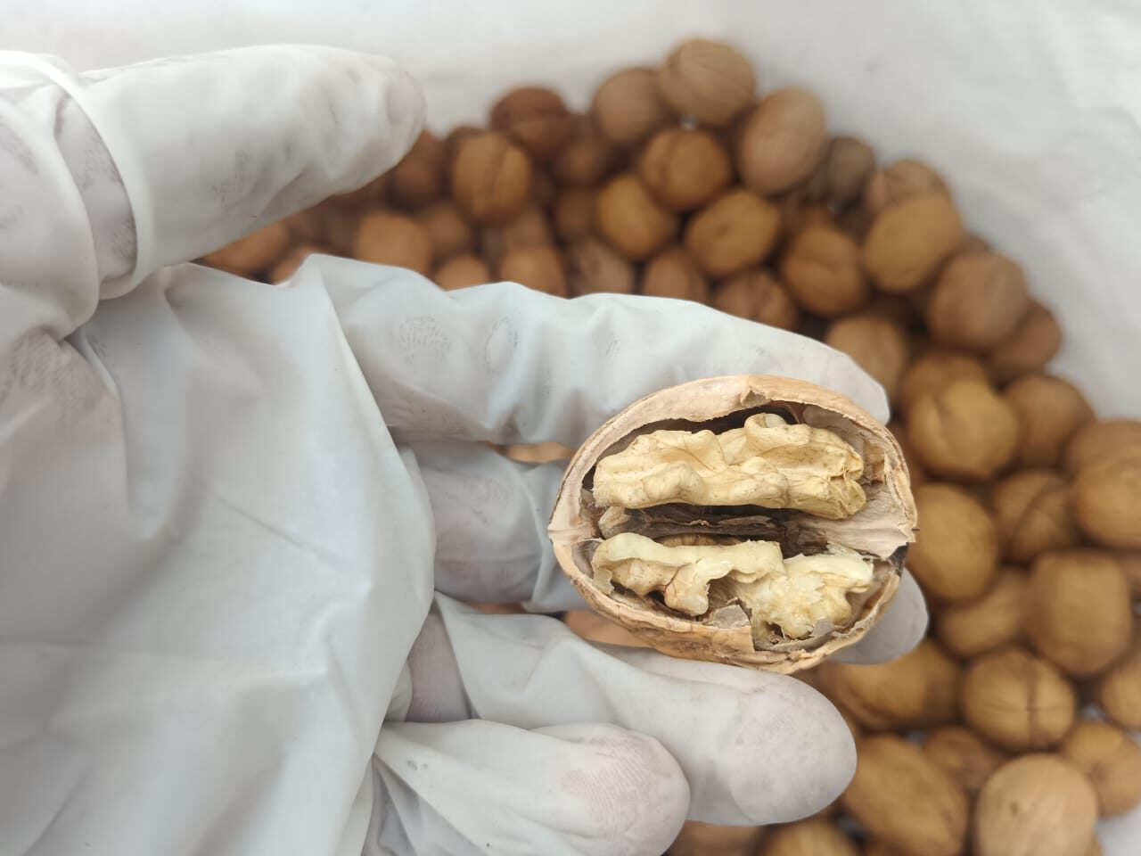 WhatsApp Image 2024-10-14 at 11.00.50 (2)(1)