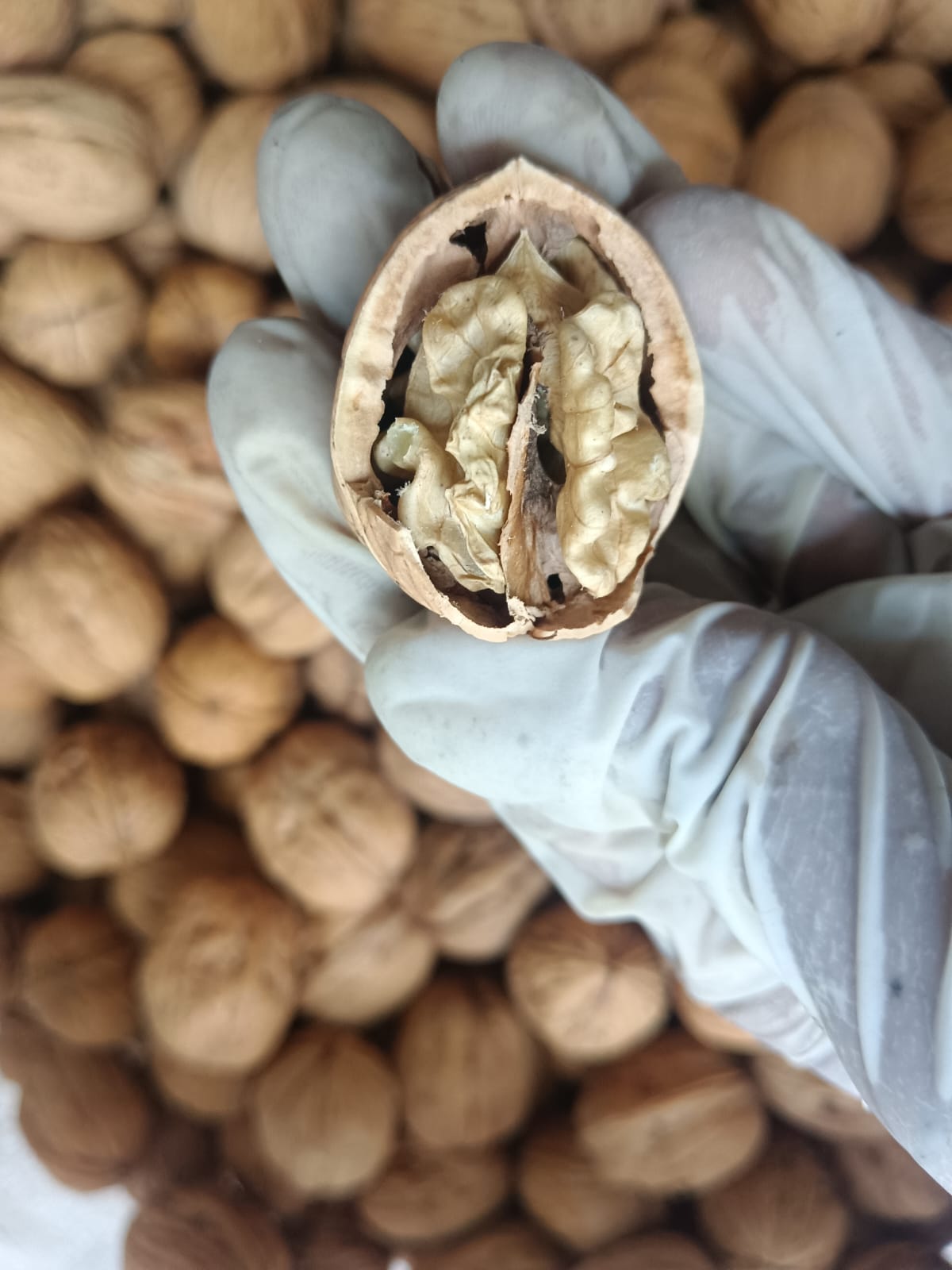 WhatsApp Image 2025-12-01 at 6.13.56 PM