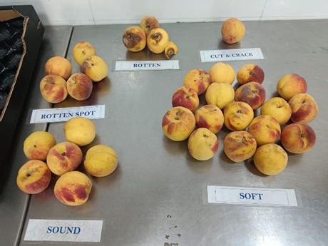 WhatsApp Image 2025-12-03 at 5.53.53 PM