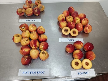 WhatsApp Image 2025-12-03 at 5.54.16 PM